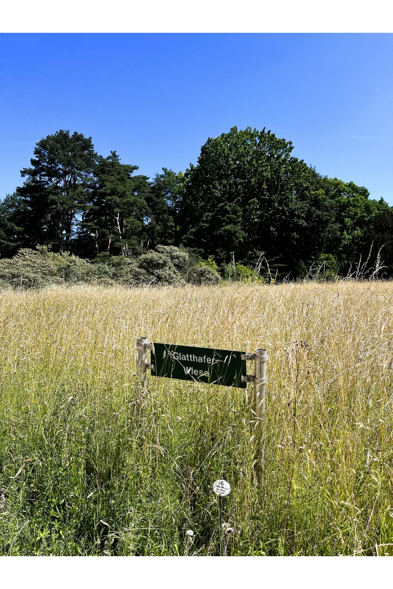 A view of a green meadow with flowers and lush trees in the back. 